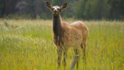Cow elk in Colorado.