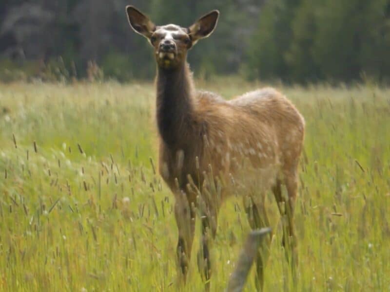Cow elk in Colorado.