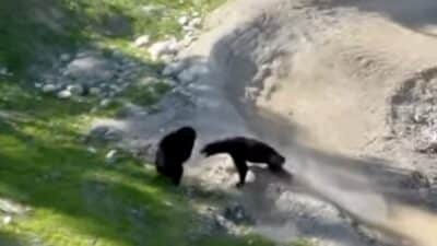 Black bears battle at Whistler Bike Bark.
