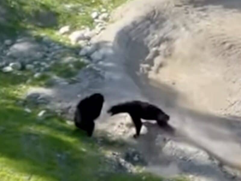 Black bears battle at Whistler Bike Bark.