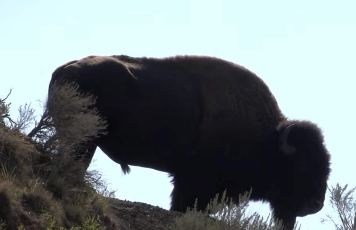 Bison @ Custer State Park