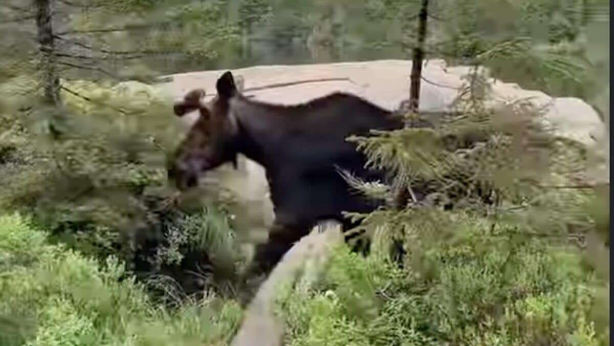 Maine moose encounter.