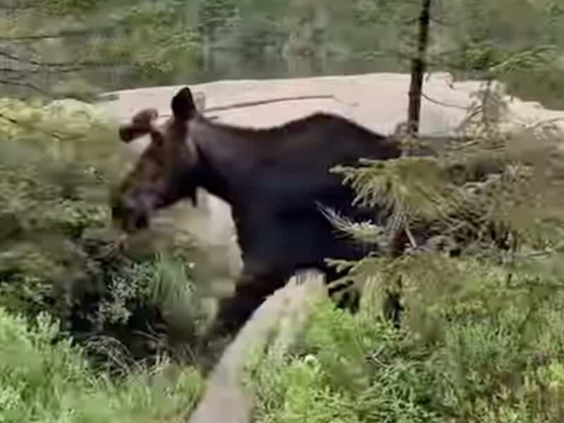 Maine moose encounter.