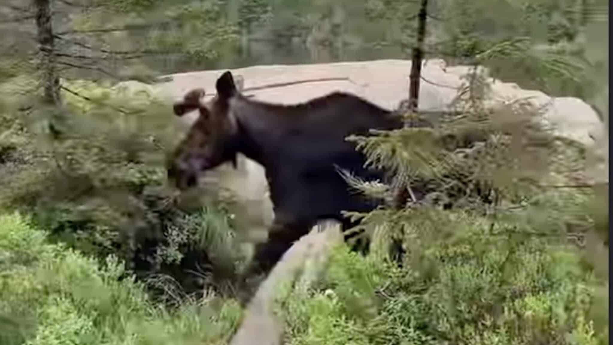 Maine Moose Encounter Demonstrates The Vital Importance Of Wildlife Safety