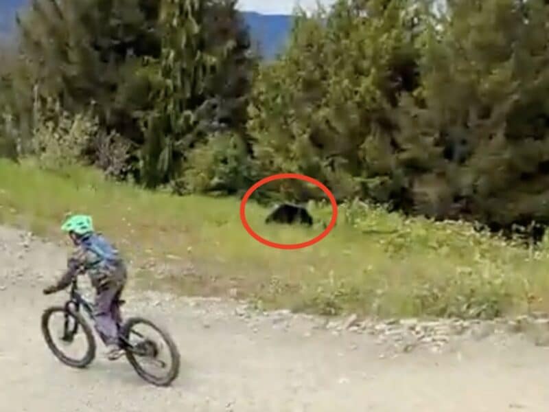 Black bear encounter sparks corny dad joke.