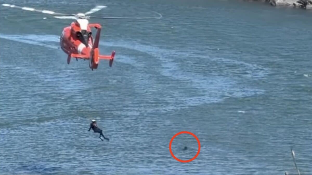Coast Guard rescues a dog from a river.