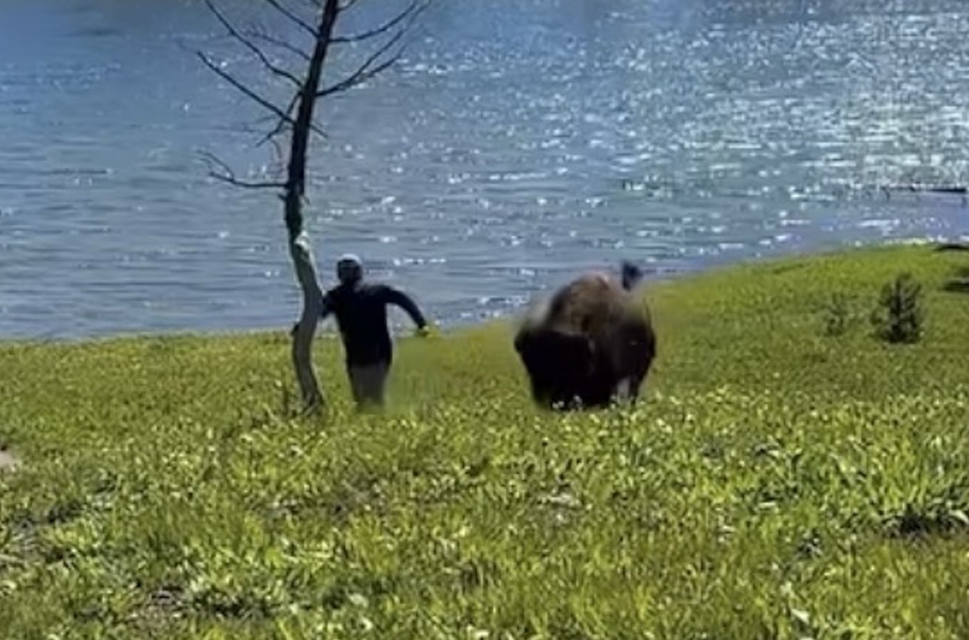 Tourist Sidesteps Charging Bison @ Yellowstone National Park