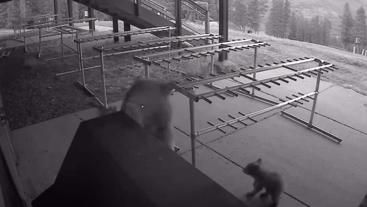 Black Bears Attempt Trash Can Break-In @ Colorado Ski Resort