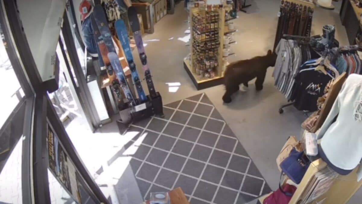 Black Bear Wanders Into Local Shop in Colorado Ski Resort Town
