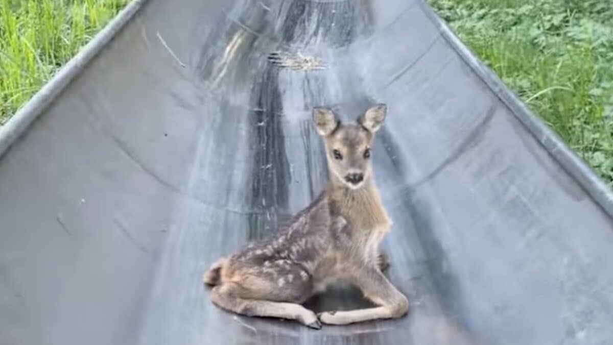 Fast Reaction Saves Collision With Fawn Stuck On Slippery Alpine Slide