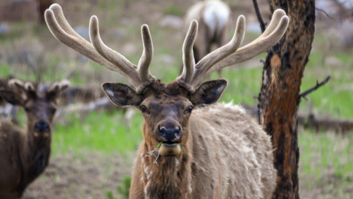 Hiker Charged By Two Bull Elk Sparks Warning @ Telluride Ski Resort
