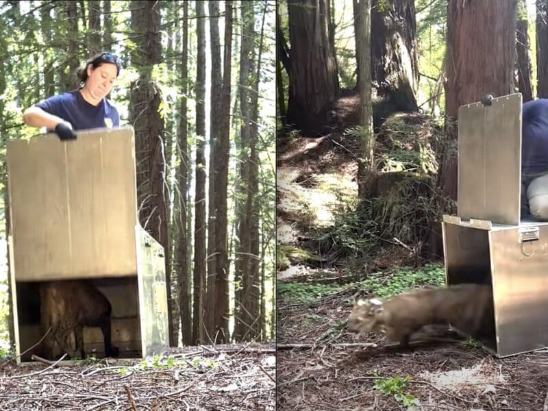 Mouintain lion released @ Santa Cruz Mountains, California