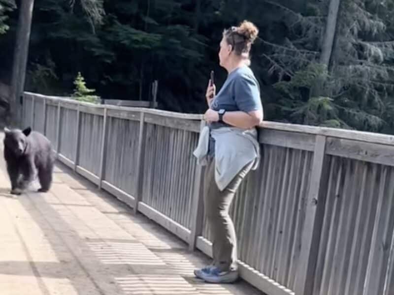 Glacier National Park bear encounter.