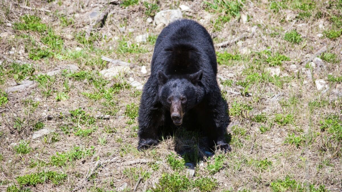 Black bear.