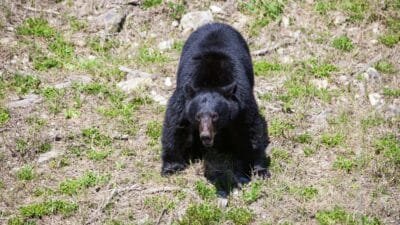 Black bear.