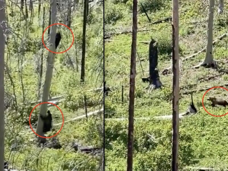 Black bears and grizzly bear faceoff