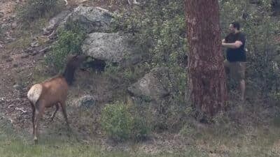 Elk holds man hostage for 30+ minutes in Estes Park, Colorado.