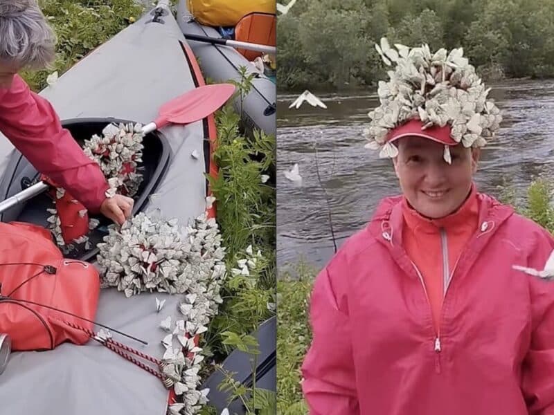 Black-Veined White butterfly hat worn by kayaker on remote Ural Mountain river