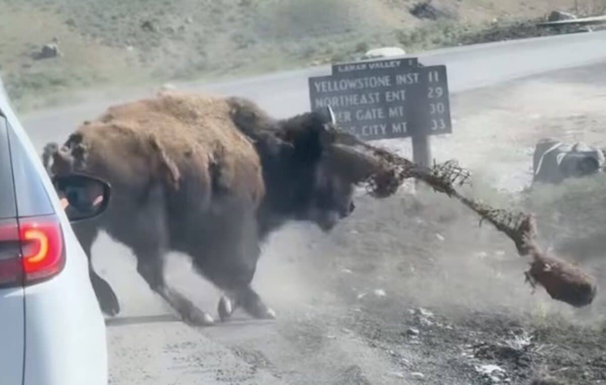 Bison Goes Berserk After Getting Tangled With Anti-Erosion Netting @ Yellowstone National Park