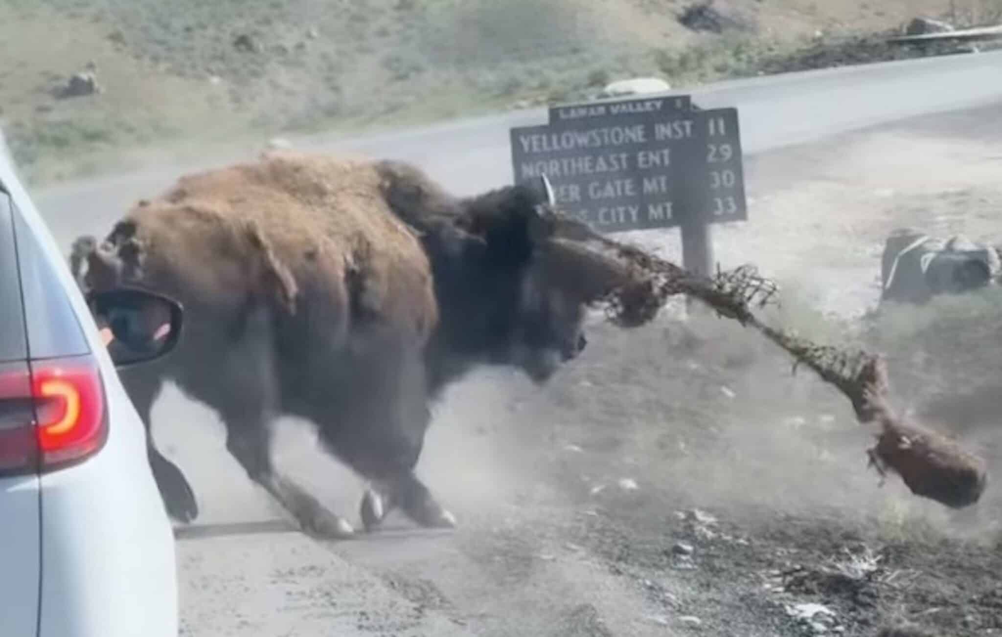 Bison Goes Berserk After Getting Tangled With Anti-Erosion Netting @ Yellowstone National Park