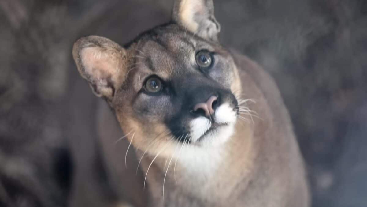 Mountain lion.
