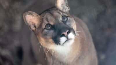 Mountain lion.