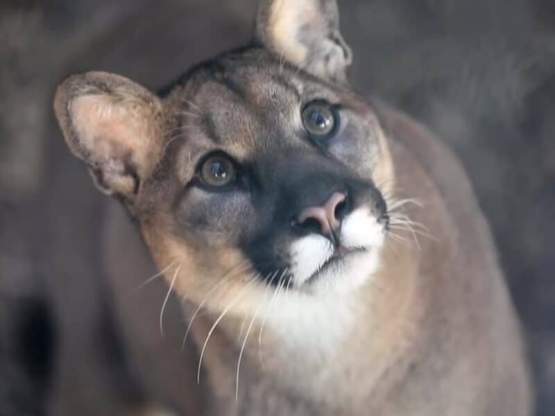 Mountain lion.