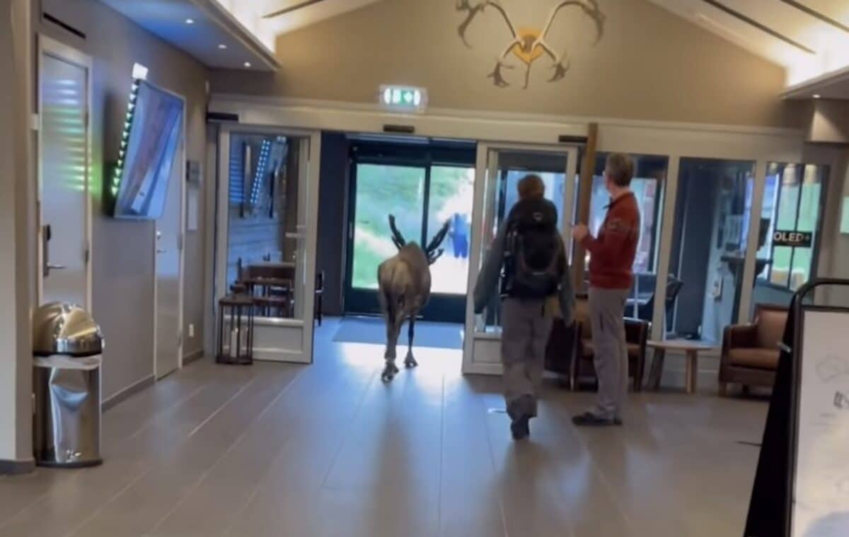 Reindeer strolls through Swedish ski resort.