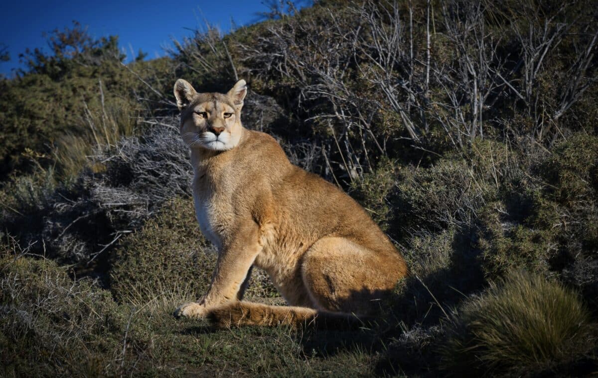 Mountain Lion.