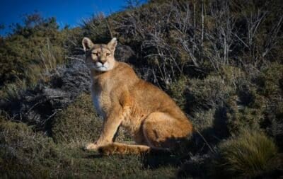 Mountain Lion.