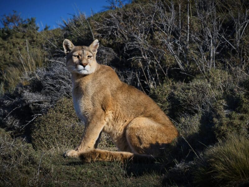 Mountain Lion.