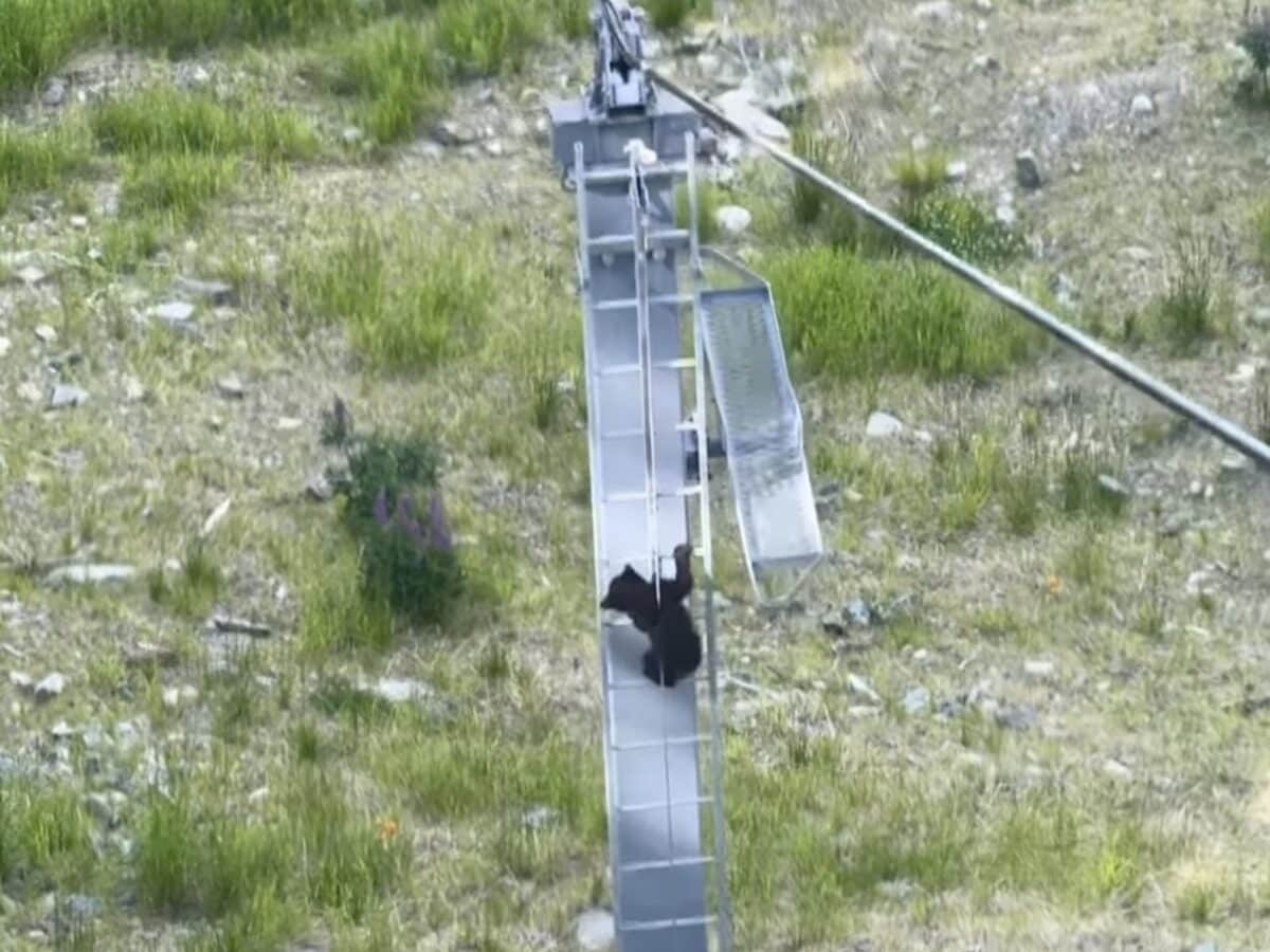 Bear cub climbs chairlift tower @ Whistler