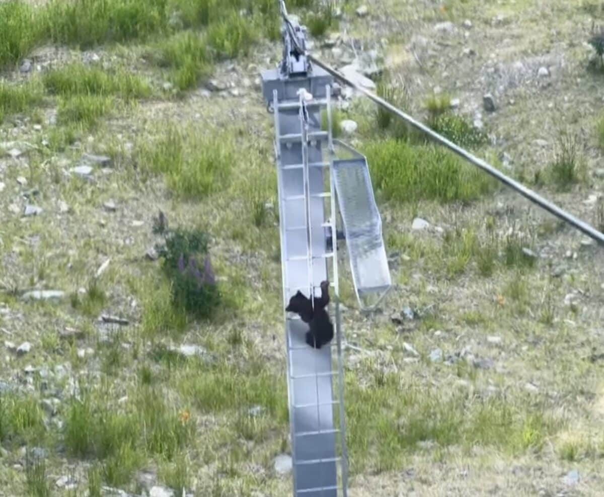 Bear cub climbs chairlift tower @ Whistler