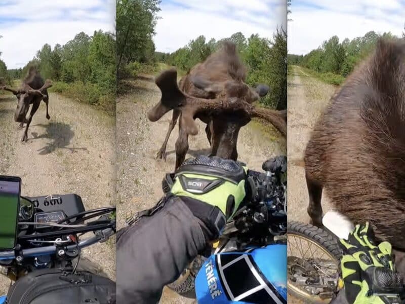 Moose attacks motorcyclist @ Ontario, Canada
