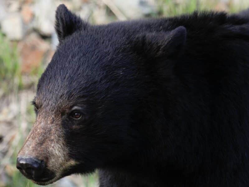 Black bear.