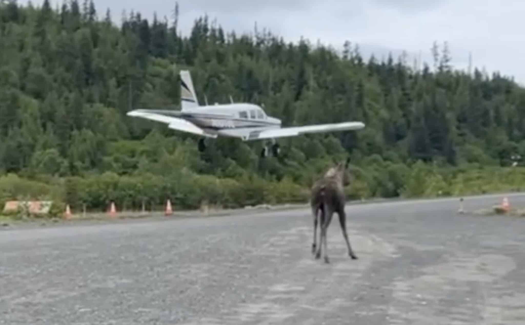 Alaskan Moose Spooked By Nearby Landing Airplane