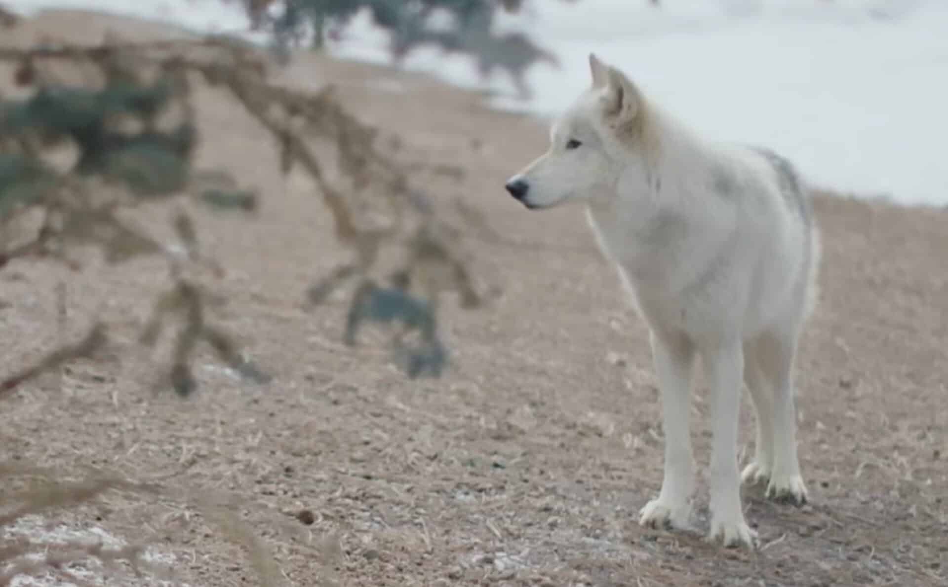 Grey wolf in Colorado.