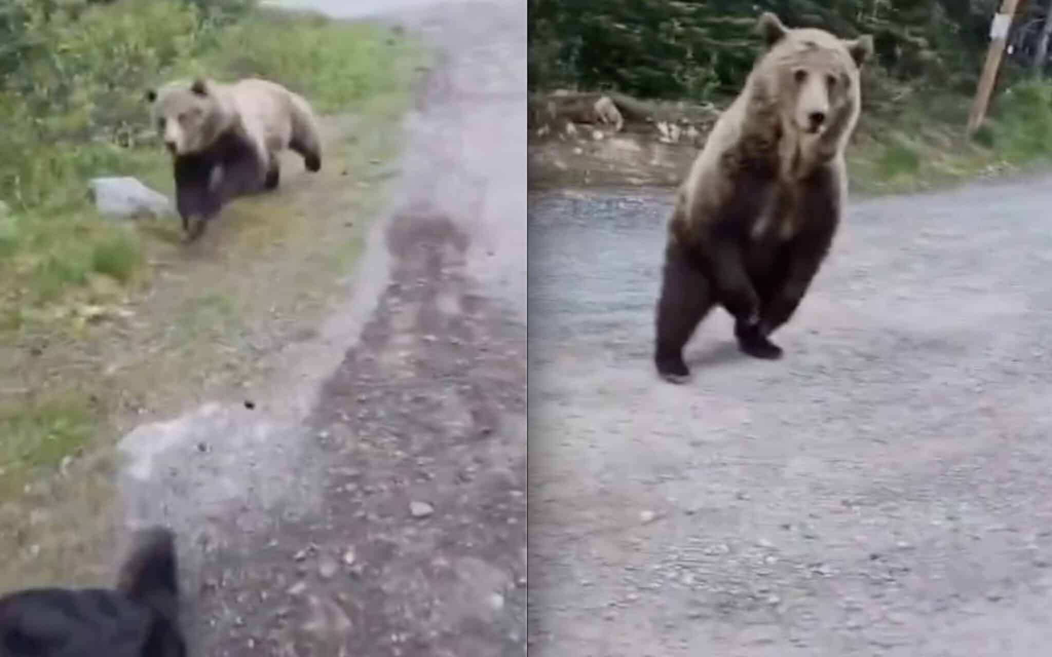 Grizzly Bear Circles & Charges Woman and Her Dog in Alberta's Kananaskis Country