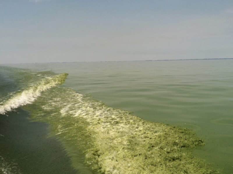 Harmful algal bloom in Lake Erie.