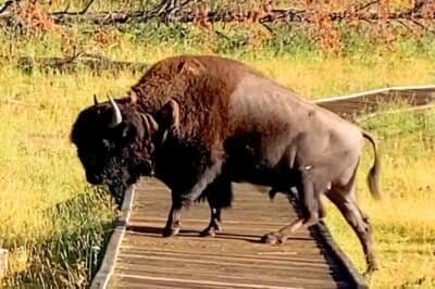 12-Year-Old Hospitalized In Bison Attack @ Yellowstone National Park