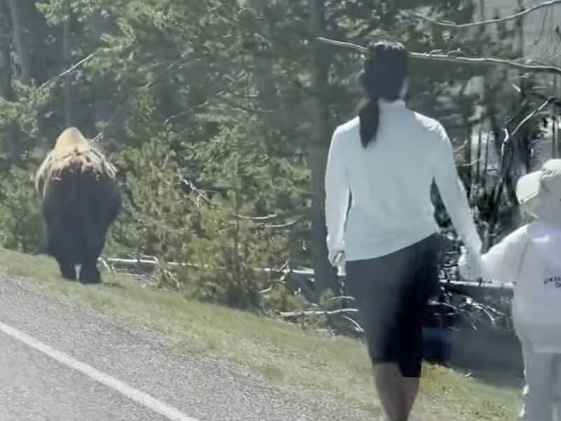 Woman and child follow dangerously close behind bison.