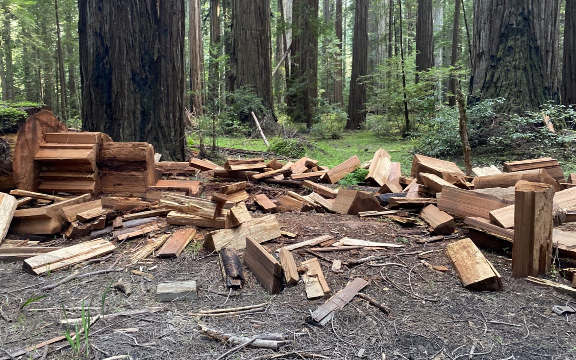Damage from redwood poaching at Humboldt Redwoods State Park.