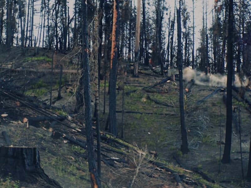 Crews work to remove burnt trees from Idaho's forests.