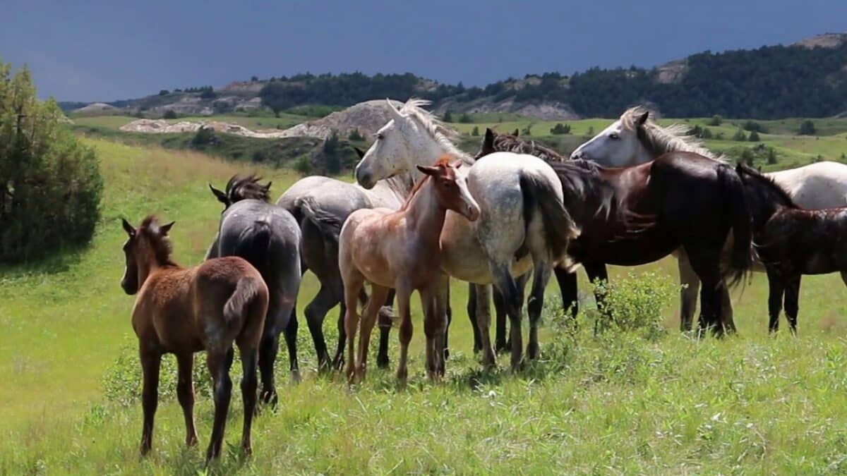 Wild Horses @ Theodore Roosevelt National Park