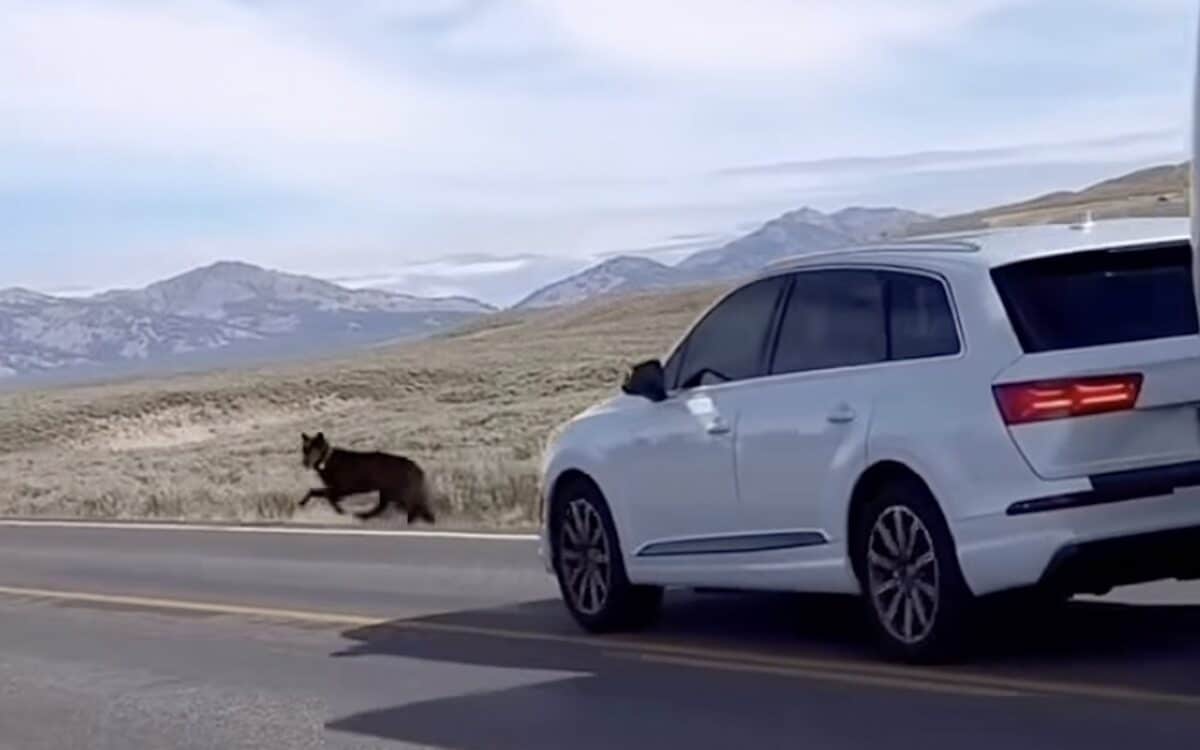 Driver slams on brakes to avoid hitting wolf in Yellowstone National Park.
