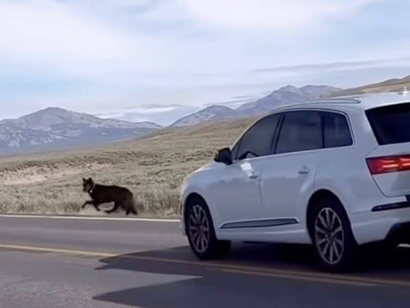 Driver slams on brakes to avoid hitting wolf in Yellowstone National Park.
