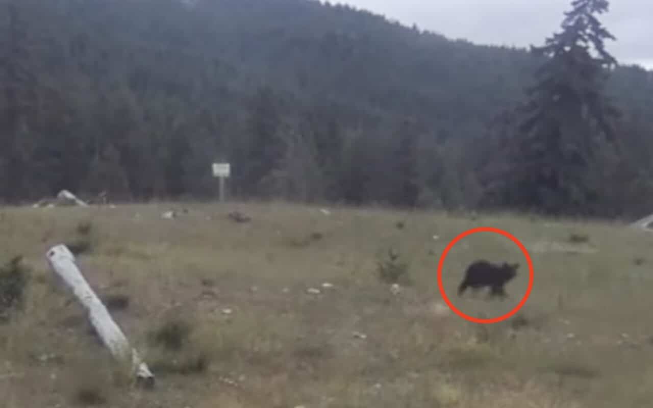Bear crosses wildlife overpass in Washington state for the first time.