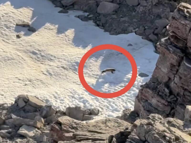 Montana hiker sees wolverine on July 4th, 2026