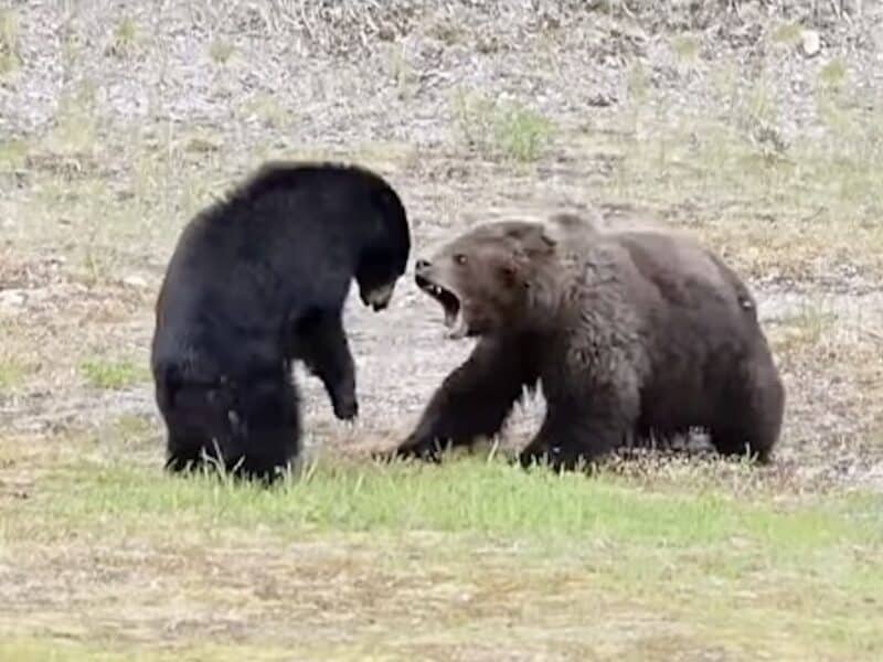 Black Bear vs Grizzly Bear @ Whislter, Canada