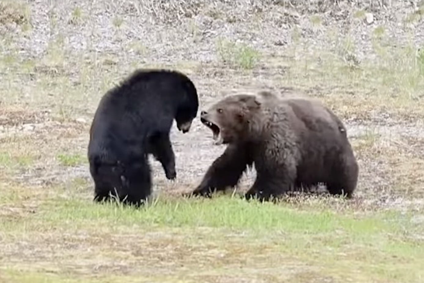 Momma Black Bear Battles Grizzly To Protect Cub @ Whistler, Canada